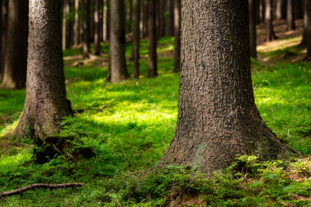 View of the trunks of coniferous spruce trees with grassy vegetationの写真素材