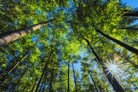 A view from the forest floor looking up at tall trees with lush green leaves, as bright sunlight...