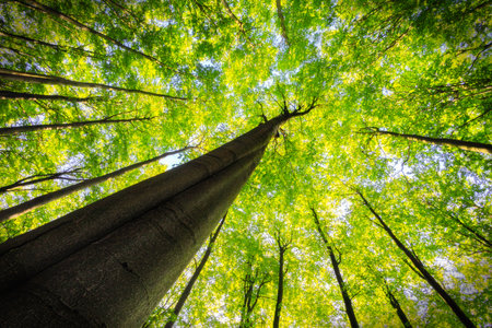 A striking upward perspective of a tall tree, its dark trunk rising into a dense green canopy, surrounded by other trees reaching into the bright summer sky.の写真素材