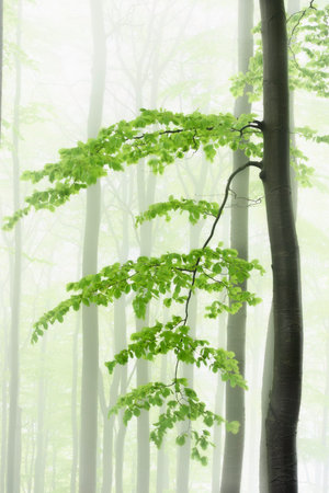 A solitary tree with branches emerges from the dense fog among surrounding trunks.の写真素材