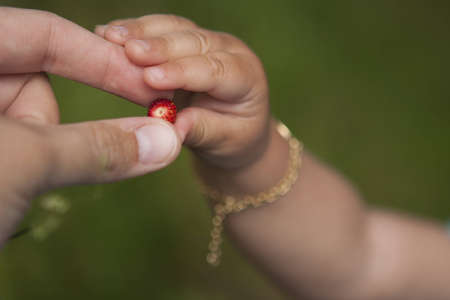 Mother handing daughter a wild strawberryの写真素材