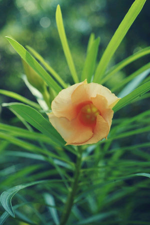 flowers Thailandの素材