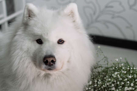 Cute white samoyed small dog in white flowers.の写真素材