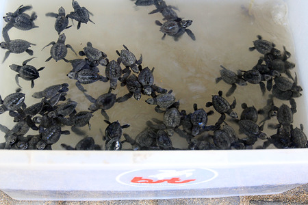 Bali Sea Turtles Society Conservation at Kuta Beach in Bali, Indonesiaのeditorial素材