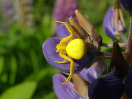 This is a strange yellow spider on the flower.の写真素材