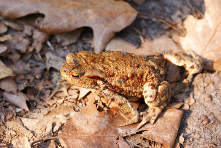 This is funny frog in the lake. 