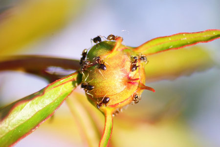 These are ants walking on the flower.の写真素材