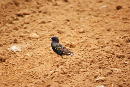 This is a bird looking for some worms to eat.の写真素材