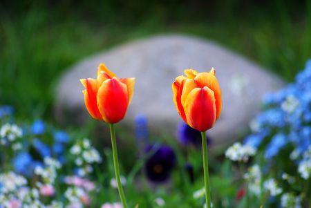 This is a beautiful flower in the garden.の写真素材