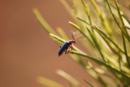 This is a small strange insekt on the plant.