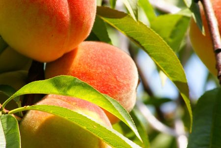This is a fruit of the peach-tree.の写真素材