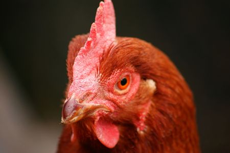 This is a confused folw.の写真素材