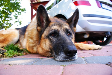 This is a funny dog living outdoors.のeditorial素材