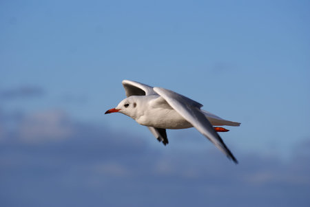 This is a view of seagull flying over the beach
