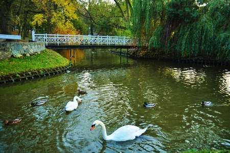 This is a view of duck in the water.の写真素材