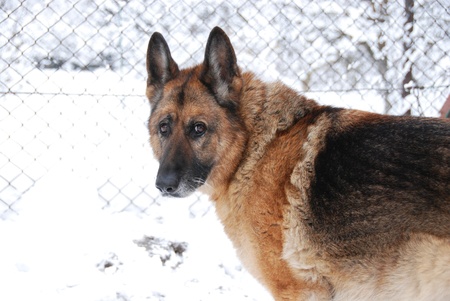 german sheep dog.の写真素材