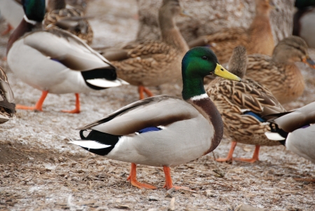 This is a view of ducks and drakes in parkの写真素材