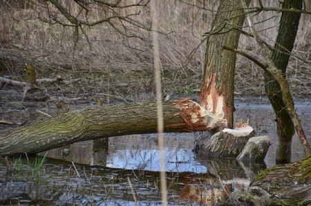 This is a view of trees damaged by beavers.の写真素材