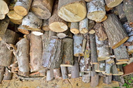 This is a view of wood.