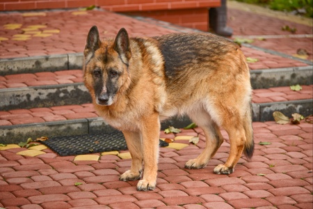 German sheepherdの写真素材