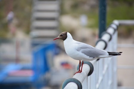 This is a view of seagull by the Baltic Sea.の写真素材