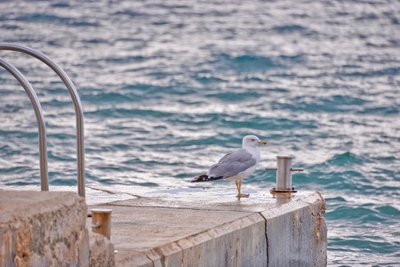 This is a view of the seagull in Krk, Croatia.の写真素材