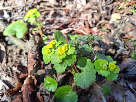 The first spring flowers on the forest floor in the early spring.
The alternate-leaved...