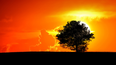 Sunset silhouette of a tree and meadowsの写真素材