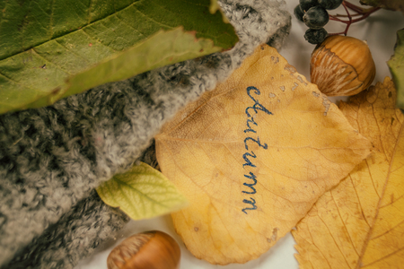 Autumn leafs, Leaf with september writing sticking out of sleeveの写真素材