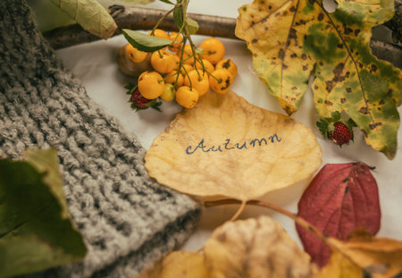 Autumn leafs, berries and hazelnutsの写真素材