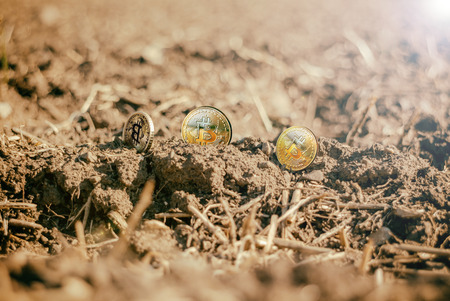 Metaphor, Bit coins on a crop fieldの写真素材