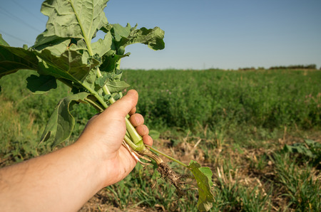 Green plant, holding crop in hand on fieldの写真素材
