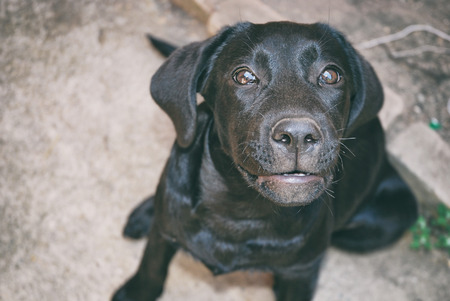 Portrait of a young Labrador puppyの写真素材