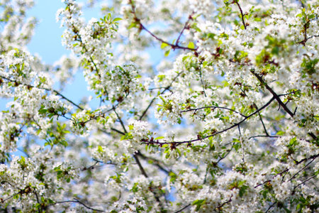 Cherry tree blossom in Spring