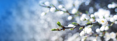 Spring Blossom flower on a branch. Banner for presentation copy space