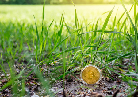 Bitcoin on crop land soil, wheat grass background, conceptの写真素材