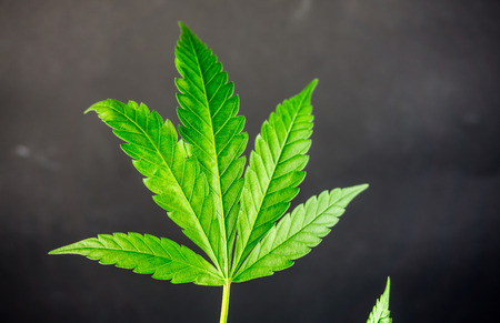 Close up of Hemp leaf against chalkboardの写真素材