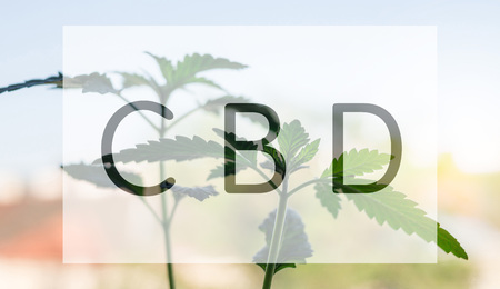 Young potted Hemp plant close up with CBD letters frameの写真素材