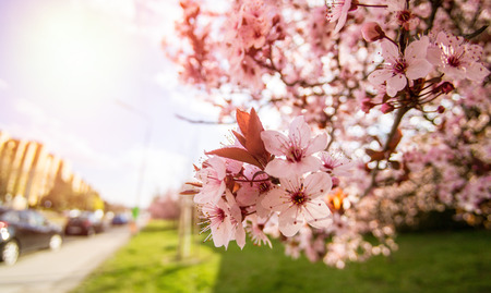 Beautiful pink cherry blossom in Vienna on a nice spring dayの写真素材