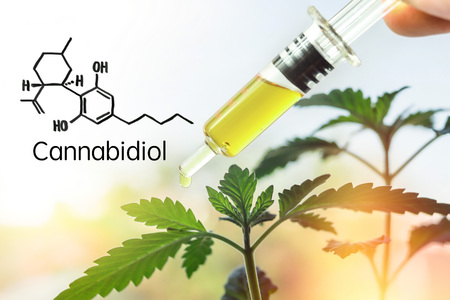 Hand holding Syringe with CBD Cannabidiol paste against Hemp plantの写真素材