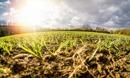 Low angle view of farm land with young wheat grass set against a deep blue skyの写真素材