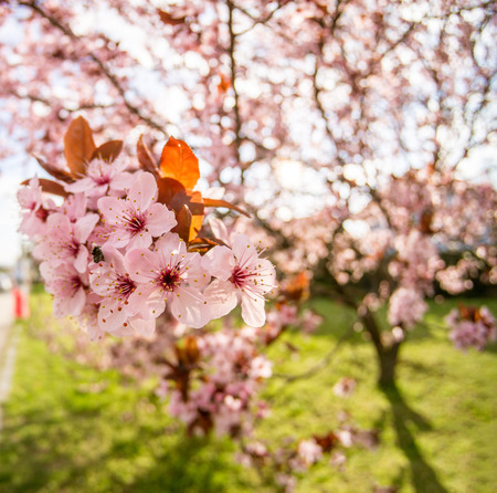 Beautiful pink cherry blossom on a sunny spring dayの写真素材
