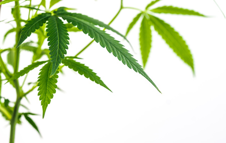 Leafy Cannabis Plant Isolated on White Background with copy spaceの写真素材