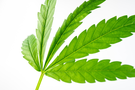 Close up of Green hemp, ganja leaf on white isolated backgroundの写真素材