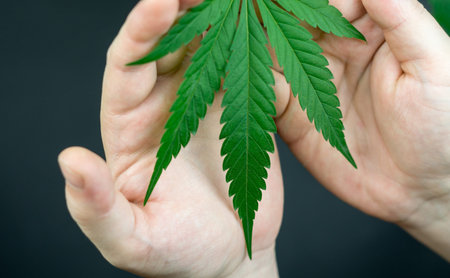 Close up of young man hands holding cannabis leaf isolated on black