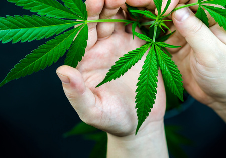 Close up of young man hands holding cannabis plant isolated on blackの写真素材