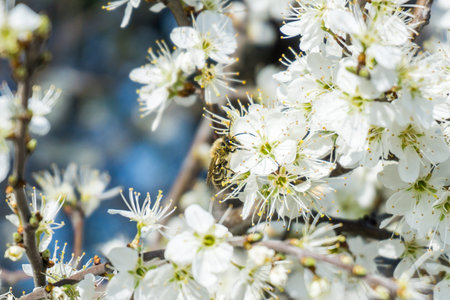 The branches of a blossoming tree. Cherry tree in white flowers. Blurring background.