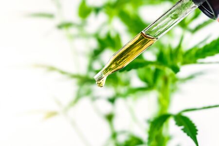 Eye dropper pipette with Cannabis oil against Marijuana plant, CBD or THC oilの写真素材