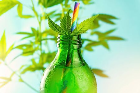 Hand holding Green glass bottle with Cannabis CBD infused Water lemonade against Cannabis plantの写真素材
