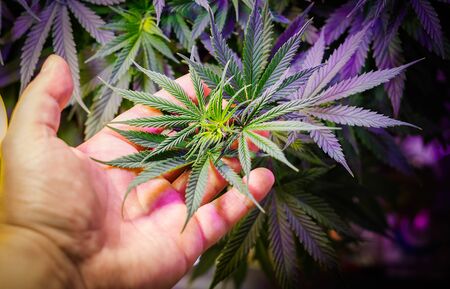 Full frame of hand holding Medical Cannabis plant against dark backdropの写真素材